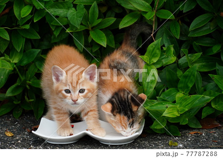 ご飯を食べに生垣から出てきた可愛い野良猫の子猫 ご飯を食べに生垣から出てきた可愛い野良猫の子猫 77787288