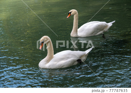 Two graceful white swans swim in the dark water. Two graceful white swans swim in the dark water. 77787635