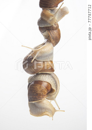 snails hold each other with suckers. romance and relationships in the animal kingdom 77787712