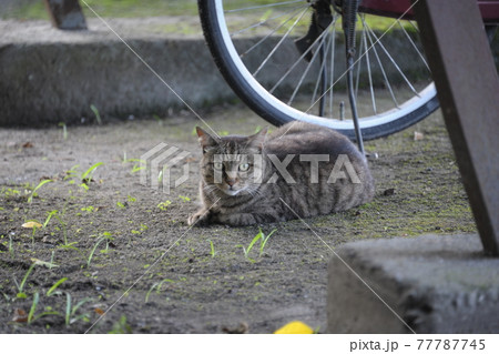 自転車置き場で猫と雨宿り 自転車置き場で猫と雨宿り 77787745