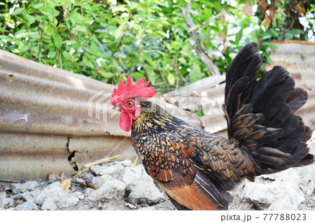 Bantam chicken at farm, Black with brown and orange color stripes of of the feathers on the hen body, Thailand Bantam chicken at farm, Black with brown and orange color stripes of of the feathers on the hen body, Thailand 77788023