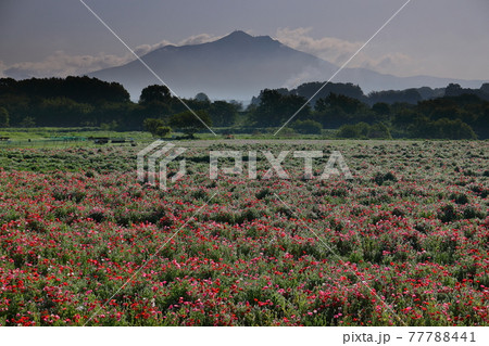 茨城県下妻市 小貝川ふれあい公園 ポピー畑越しに望む朝もやの筑波山 茨城県下妻市 小貝川ふれあい公園 ポピー畑越しに望む朝もやの筑波山 77788441
