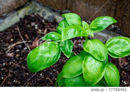 バジルの苗（ハーブ） 77788462