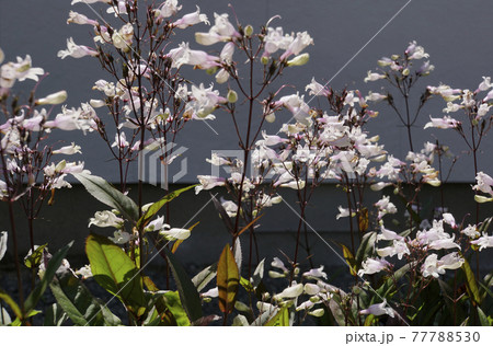 淡いピンクのラッパのような小さなペンステモンの花 77788530