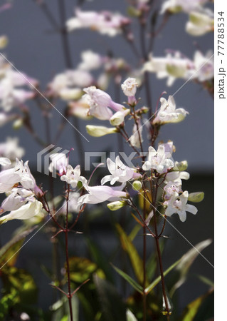 淡いピンクのラッパのような小さなペンステモンの花の写真素材