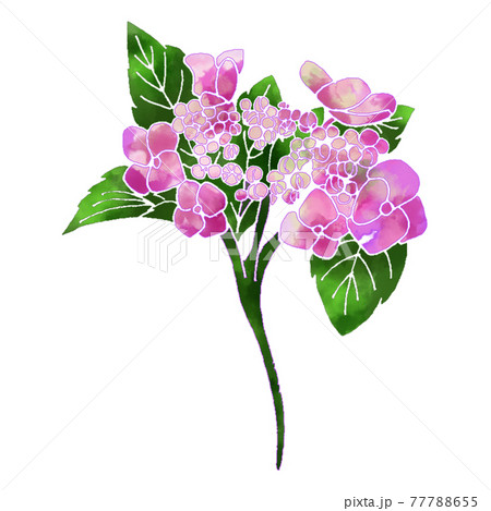 水彩風紫陽花のイラスト 水彩風紫陽花のイラスト 77788655