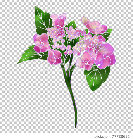 水彩風紫陽花のイラスト 水彩風紫陽花のイラスト 77788655