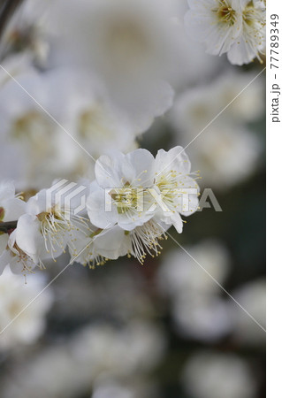 ウメ 77789349