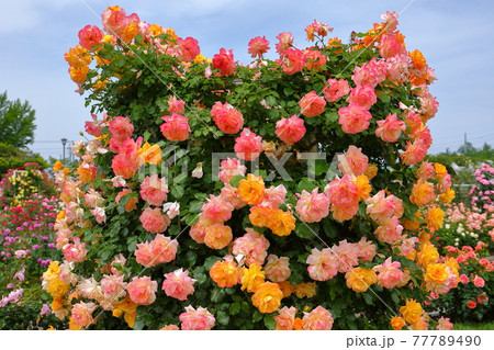 埼玉県北足立郡伊奈町　伊奈町制施行記念公園の満開のバラ園 77789490