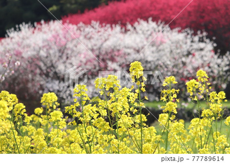 川角集落に咲く花桃 77789614