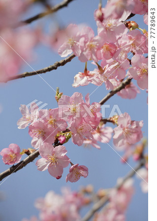 河津桜 河津桜 77789643