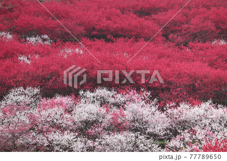 川角集落に咲く花桃 川角集落に咲く花桃 77789650