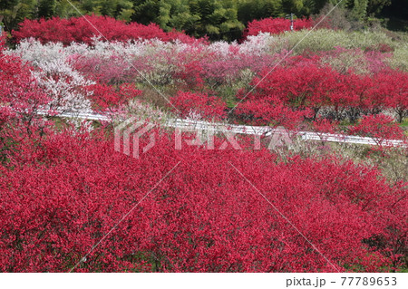 川角集落に咲く花桃 77789653