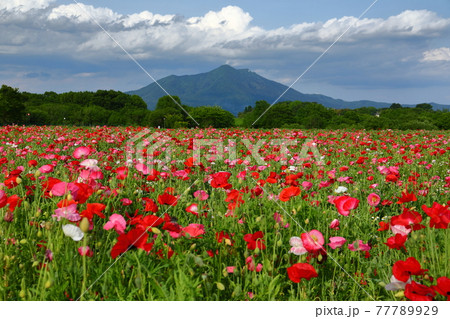 茨城県下妻市　小貝川ふれあい公園　ポピー畑越しに望む雲のかかった筑波山 77789929