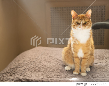 The red cat sitting straight on the gray bedcover in the sunbeams. The red cat sitting straight on the gray bedcover in the sunbeams. 77789962