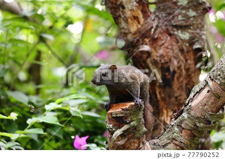 リス りす 栗鼠 77790252
