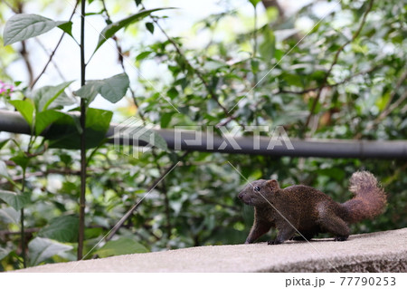 リス りす 栗鼠 77790253