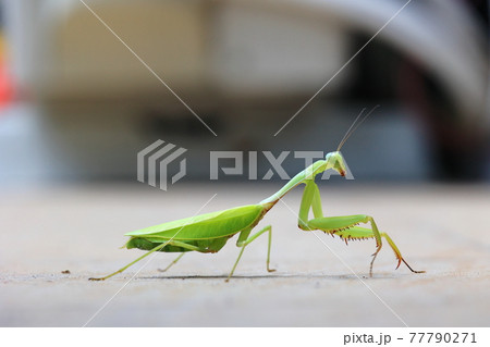 カマキリ 蟷螂 バッタ 77790271