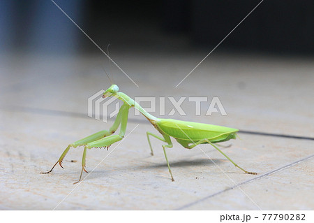 カマキリ 蟷螂 バッタ 77790282
