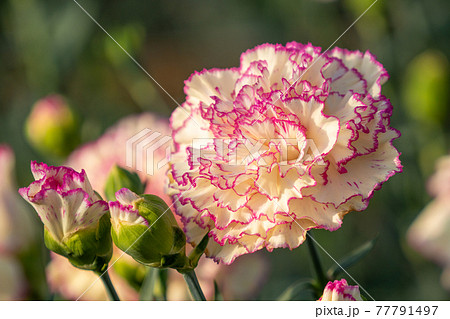 カーネーション　赤白系 77791497