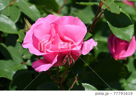 ザ・マッカートニーローズ ザ・マッカートニーローズ 77791619