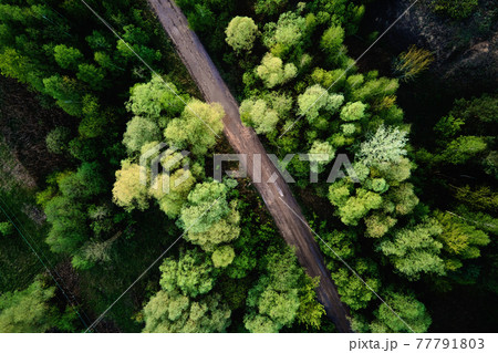Road through the forest, aerial view 77791803