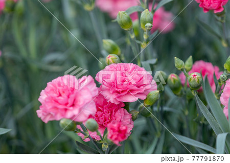カーネーション　ピンク系 77791870