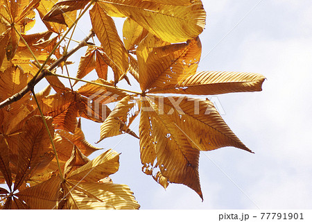 ホオノキ（朴ノ木）の大きな朴葉が金色に紅葉して美しい 77791901