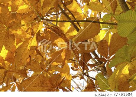 ホオノキ（朴ノ木）の大きな朴葉が金色に紅葉して美しい 77791904