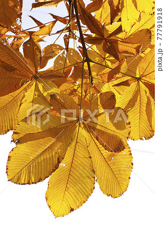 ホオノキ（朴ノ木）の大きな朴葉が金色に紅葉して美しい 77791918