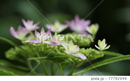 桃色のガクアジサイ6 77792049