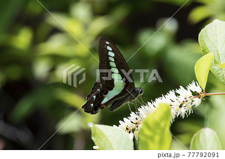 白い花を訪れたアオスジアゲハ1 77792091