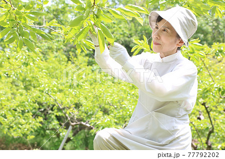 三脚に座って柿の摘蕾をしている白い服装のシニア女性 三脚に座って柿の摘蕾をしている白い服装のシニア女性 77792202