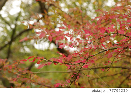 ニシキギ（錦木）のスマートな葉が真っ赤に紅葉したの写真素材
