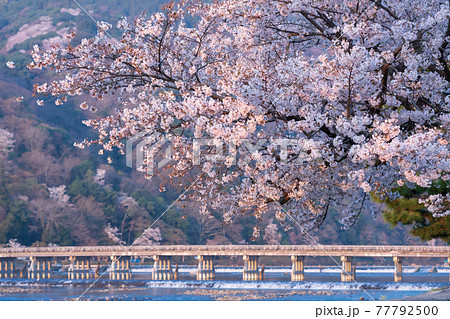 京都　春の嵐山 渡月橋と桜　 77792500