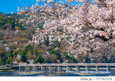 京都　春の嵐山 渡月橋と桜　 77792514