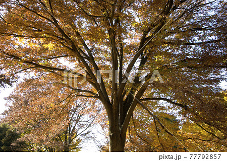 紅葉したケヤキ(欅)の大木を仰ぎ見る風景が凄い 紅葉したケヤキ(欅)の大木を仰ぎ見る風景が凄い 77792857