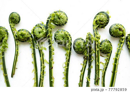 山菜のこごみ 77792859