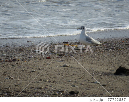 Seagull Seagull 77792887