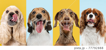 Close-up dog's portrait isolated over multicolored background. Blue and yellow. Collage Close-up dog's portrait isolated over multicolored background. Blue and yellow. Collage 77792888