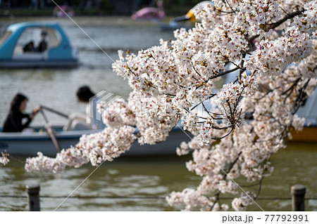 桜とボート 77792991