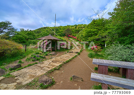 茨城県の筑波山 つつじヶ丘登山道の東屋付近のつつじ 茨城県の筑波山 つつじヶ丘登山道の東屋付近のつつじ 77793069