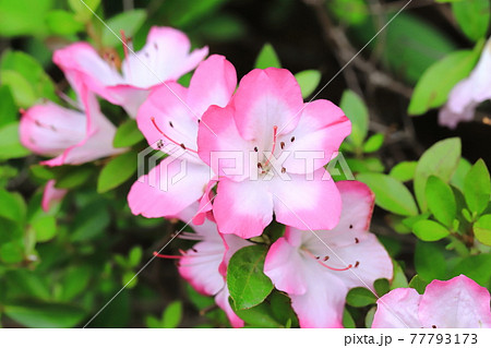 ピンクの縁取りのある愛らしいサツキ ピンクの縁取りのある愛らしいサツキ 77793173