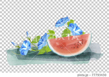 スイカと朝顔の水彩画 77793430