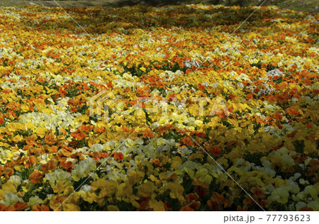 黄色とオレンジ色のビオラの花畑 黄色とオレンジ色のビオラの花畑 77793623
