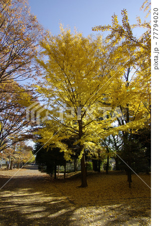 金色に紅葉したイチョウ(銀杏)の大木が青空に映える 金色に紅葉したイチョウ(銀杏)の大木が青空に映える 77794020