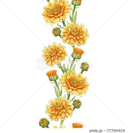 Calendula flower seamless border. Watercolor illustration. Yellow medical natural herb. Calendula officinalis plant border. White background. Natural healthy flower seamless decoration element Calendula flower seamless border. Watercolor illustration. Yellow medical natural herb. Calendula officinalis plant border. White background. Natural healthy flower seamless decoration element 77794429