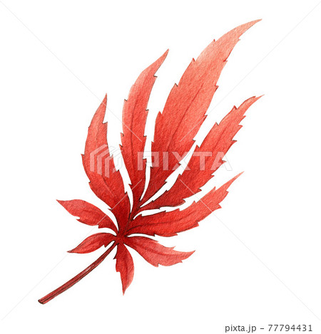 Red autumn single leaf. Watercolor... - Stock Illustration