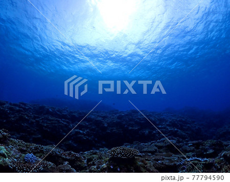 神秘的な夜の海底／沖縄・石垣島 77794590