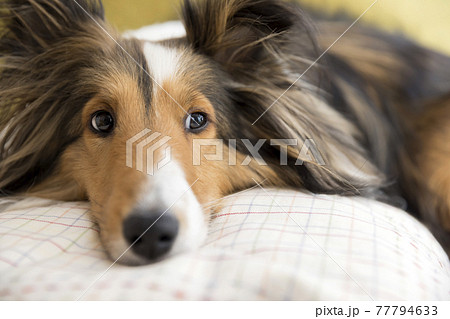 クッションを枕に寛ぐ犬 ペット シェルティー クッションを枕に寛ぐ犬 ペット シェルティー 77794633